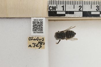 Media type: image;   Entomology 790996 Aspect: Labels